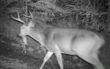 Deer_4-PointerwithGarland090109_0316hrs